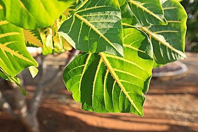 《无限暖暖》全球公测今日开启 RTX2060轻松玩